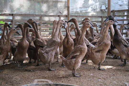 A group of ducks standing together inside a farmyard enclosure with a wooden fence, surrounded by straw bedding.
