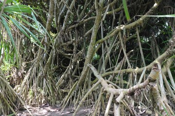 A detailed view of dense, intertwined mangrove roots surrounded by tropical greenery