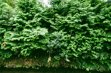 Tranquil Waterside Scene with Dense Greenery: A serene scene of lush green trees and plants growing...