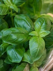 Fresh basil leaves with vibrant green color ready for culinary use in cooking and garnishing dishes