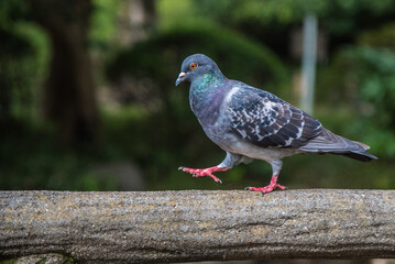 pigeon in the park in Tokyo