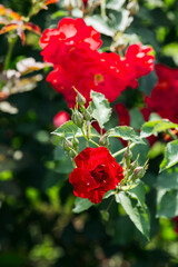 Bright red roses bloom in a lush garden during springtime sunlight