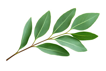Fresh green bay laurel branch with seven leaves isolated on white background. Culinary herb and aromatic spice for cooking and food decoration.
