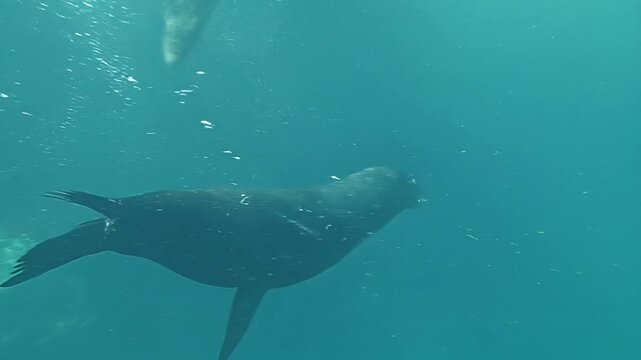 underwater sea lion encounter with a sea lion in waters around the Isla Coronado by Loreto town in Baja California, Mexico. Zalophus Californianus species.