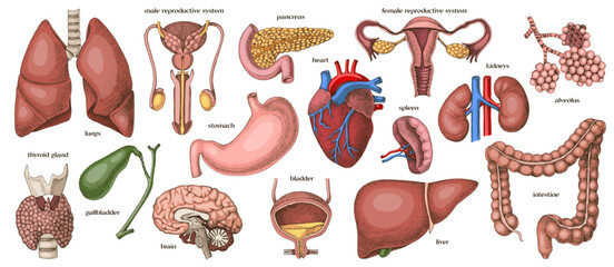 Human internal organs set vector