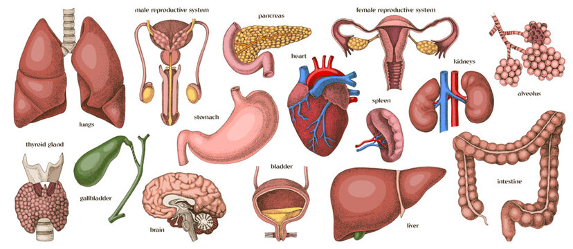 Human internal organs set vector