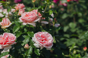 Blooming pink roses in a vibrant garden during sunny spring afternoon