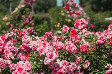 Obraz premium Vibrant pink roses bloom in a garden during a sunny afternoon