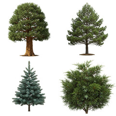Various types of coniferous evergreen trees, including blue spruce, juniper, pine and sequoia  