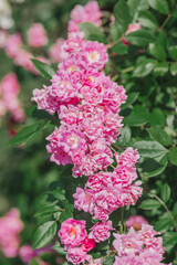 Blooming pink roses create a vibrant display in a sunny garden setting