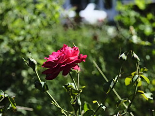 Brindabella rose on green background