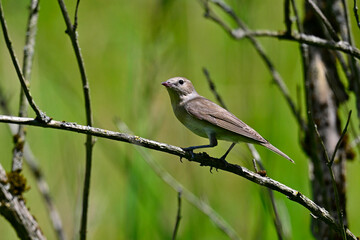 Gartengrasmücke // Garden warbler (Sylvia borin) 