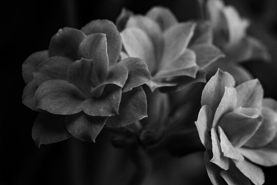 Black and white macro photograph of a kalanchoe flower