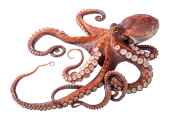 octopus-animal isolated on white background png, ai generated