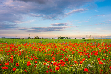 Mohnblumenfeld bei Sonnenuntergang – Sommerliche Blumenlandschaft auf dem Land