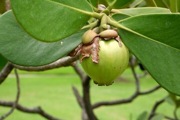 Green fruits of Copey clusia or Antognaph tree 