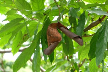 Close-up of the fruit of Copey clusia or Antognaph tree.