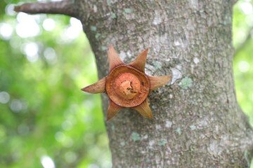 Close-up of Shirakiopsis indica flower.