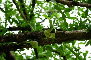 Mexican Calabash flower is about to bloom.