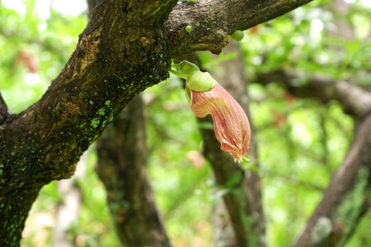Close-up of Mexican Calabash flower in the garden.