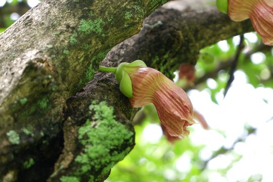 Close-up of Mexican Calabash flower in the garden.