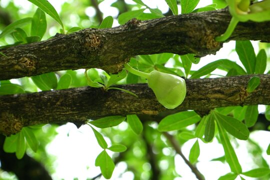 Mexican Calabash flower is about to bloom.