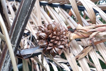 Mangrove palm fruits on bunch