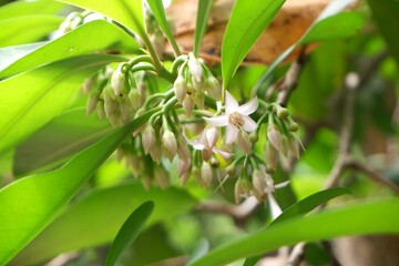 Close-up of Ardisia polycephala or Ardisia elliptica flower.