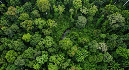 Fototapeta premium Overhead shot displays a dense tropical rainforest with a hidden stream cutting through the trees.