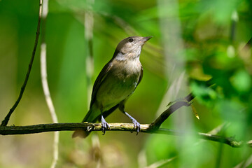 Gartengrasmücke // Garden warbler (Sylvia borin) 