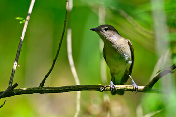 Gartengrasmücke // Garden warbler (Sylvia borin) 
