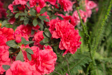 Azalea Flowers in a Greenhouse