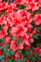 Vibrant blooming Azalea Flowers in a Greenhouse