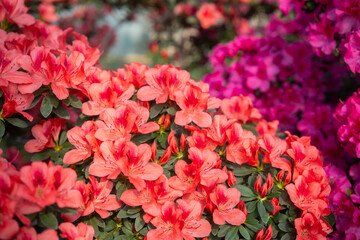 Vibrant blooming Azalea Flowers in a Greenhouse
