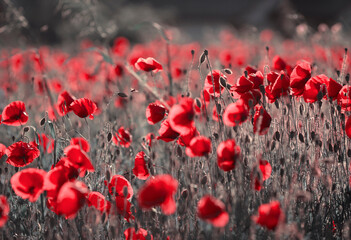 Letnia łąka, czerwone Maki, wsch&oacute;d słońca, tapeta, dekoracja.