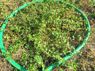 A bush of lysimachia arvensis or lysimachia foemina with red flowers is surrounded by a green hose.