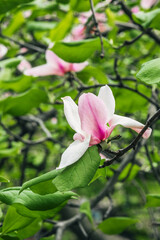 Beautiful blooming magnolia flowers in a lush garden during spring