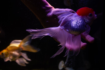 A close-up of a hand gently stroking a red-cap Oranda goldfish in a purple-lit aquarium.