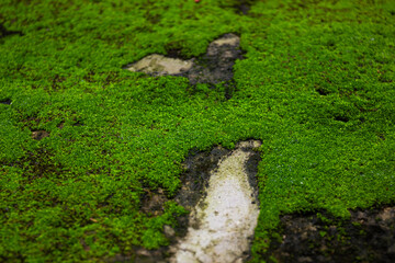 A macro close-up of a vibrant green moss patch growing on an old concrete or rock surface. An abstract natural texture background