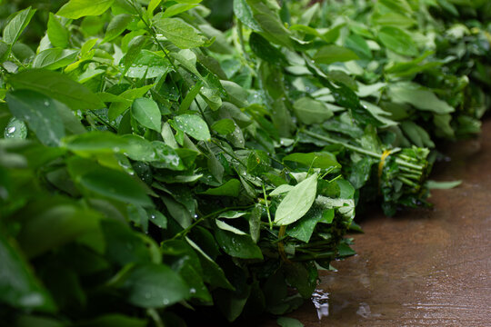 Close-up of fresh, wet bundles of sweet leaf (Sauropus androgynus / rau ng&oacute;t) at a market. An image of Vietnamese food and cuisine
