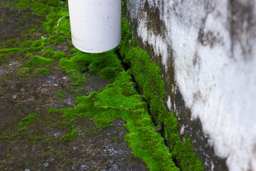 A patch of vibrant green moss grows from the crack between an old concrete wall and floor, next to...