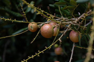 A close-up of a cluster of fresh longan fruit ripening on a tree branch. An image of tropical...