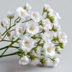 Obraz premium Close-up of delicate white Baby's Breath flowers on a gray background