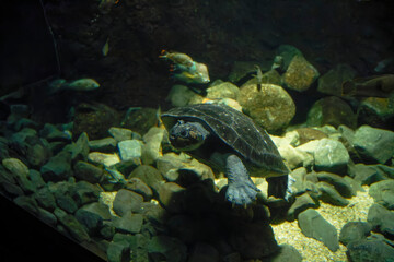South American River Turtle (Podocnemis expansa) under water