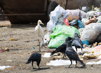 A group of birds are walking around a pile of trash