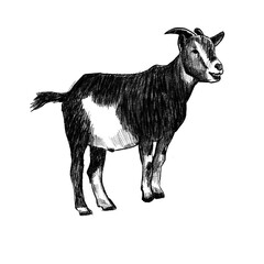 Goat Sketch Hand Drawn Illustration for Idul Adha Qurban and Farm Education Design