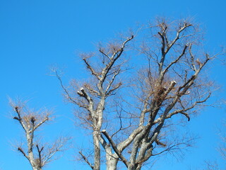 早春の新しい枝のある剪定された欅と青空