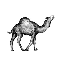 Fototapeta premium Camel Sketch Hand Drawn Illustration for Idul Adha Qurban and Farm Education Design