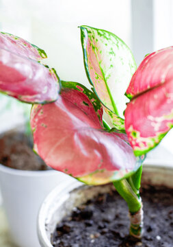 The indoor plant aglonema stands in a pot on the windowsill