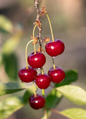 A bunch of red cherries hanging from a tree